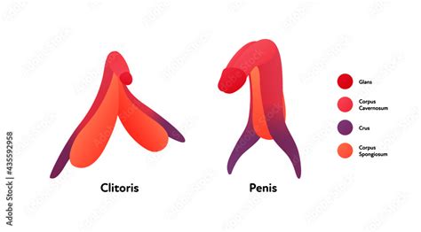 große klit|Clitoris .